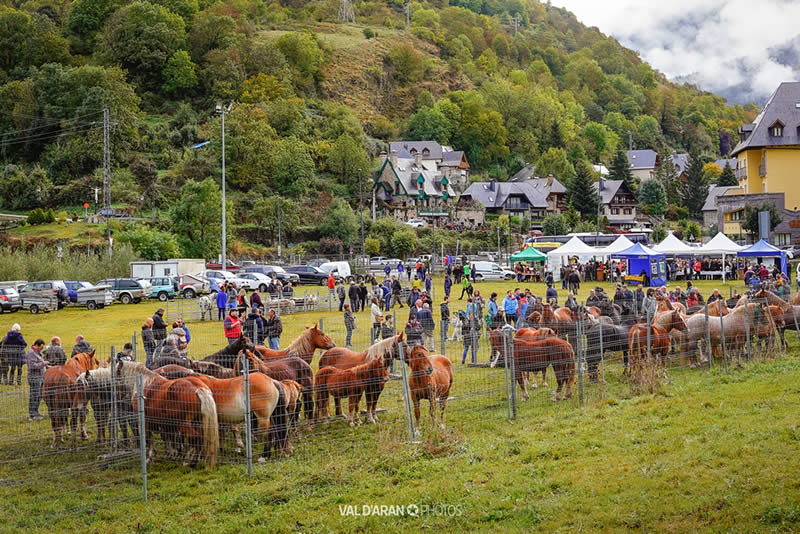 Feria ganadera de Vielha, Valle de Aran ©Val d'Aran Photos